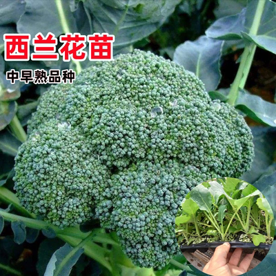 中早熟西兰花苗花椰菜蔬菜苗种苗