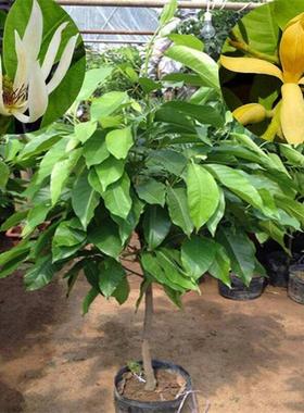 白兰花 树苗 嫁接 白玉兰黄桷兰 黄兰盆栽地栽浓香 花卉白兰花苗