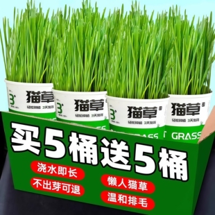 懒人种植猫草泡面杯盆栽土培盒种子吐毛球化毛草猫咪零食用品水培