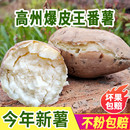 高州爆皮王番薯白心面包王红薯新鲜粉糯香甜现挖农家板栗干面地瓜