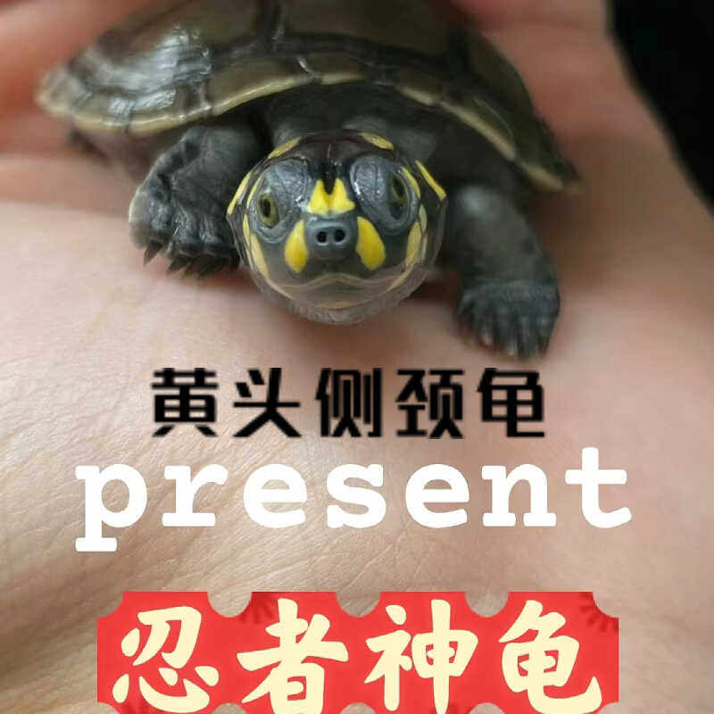 黄头侧颈龟忍者神龟深水鱼缸龟宠物龟圆澳侧颈龟沼泽侧颈龟黄头苗
