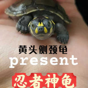 黄头侧颈龟忍者神龟深水鱼缸龟宠物龟圆澳侧颈龟沼泽侧颈龟黄头苗