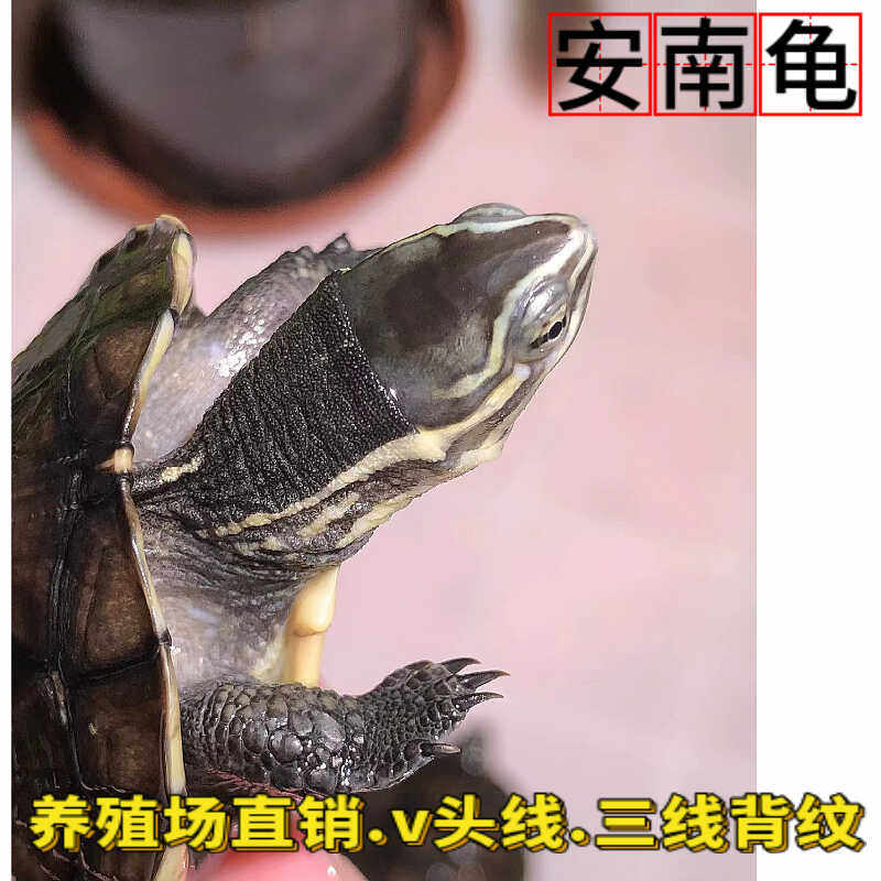安南龟安布龟观赏龟石金钱龟南石龟小青龟活体北石活体宠物小乌龟