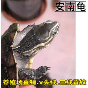 安南龟安布龟观赏龟石金钱龟南石龟小青龟活体北石活体宠物小乌龟