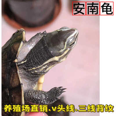 安南龟安布龟观赏龟石金钱龟南石龟小青龟活体北石活体宠物小乌龟