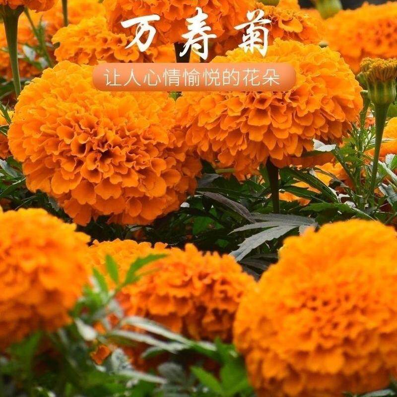 明黄万寿菊种子混色四季易活花种子臭菊花种籽紫庭院室外花籽