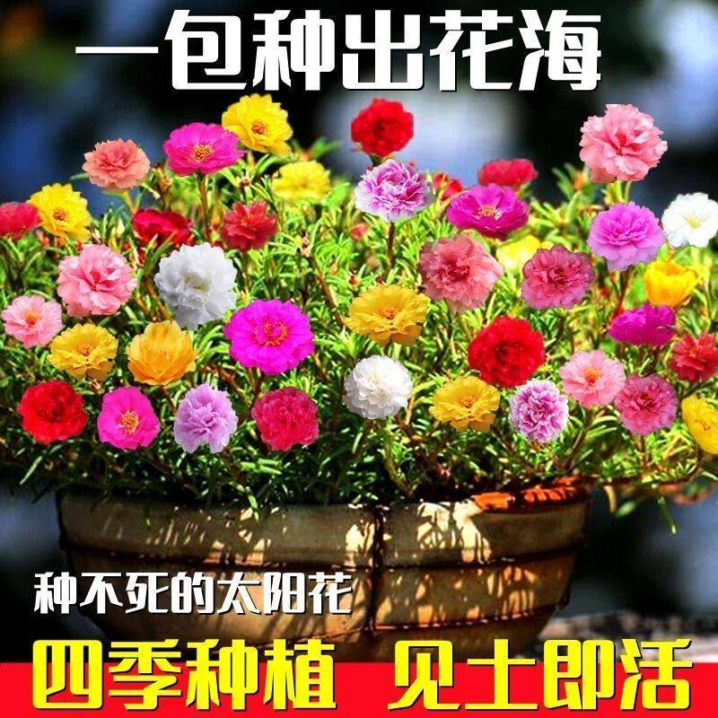 重瓣太阳花种子松叶牡丹四季开花不断新手易种室外耐热懒人花种籽