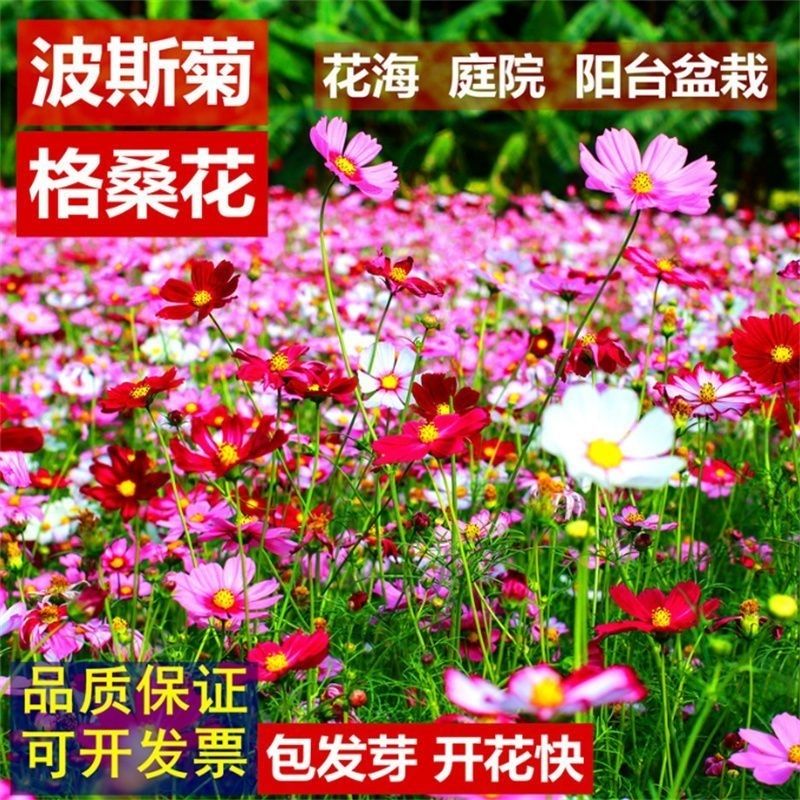 波斯菊种格桑花种籽子七彩四季开花易活花籽庭院道路花卉种子