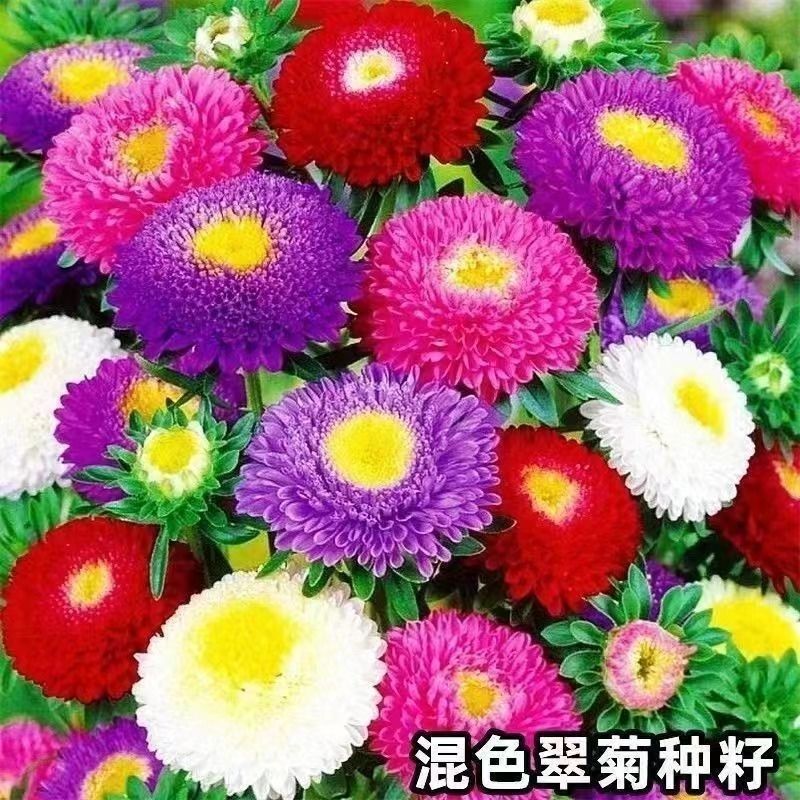 翠菊种子多色菊花四季阳台庭院盆栽花卉花草懒人糖果耐寒花卉种子