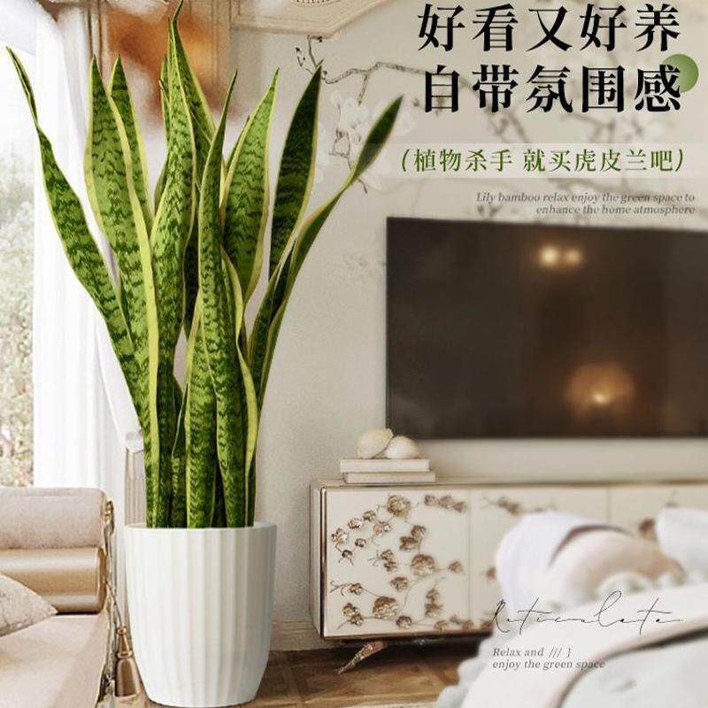 金边虎皮兰绿植室内大型盆栽虎尾兰客厅净化空气四季好养多肉植物