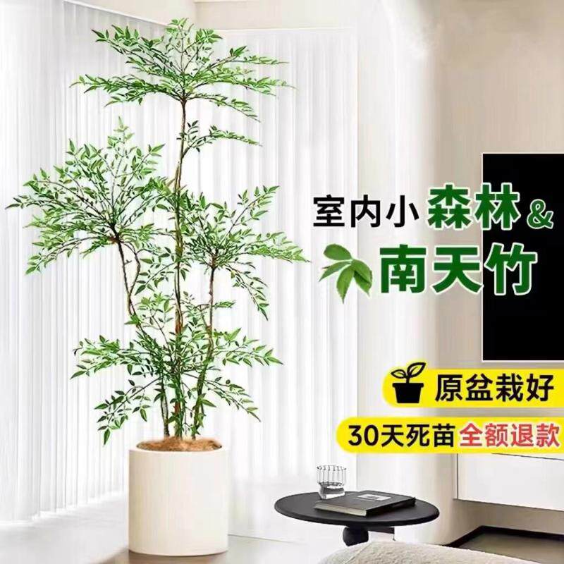 南天竹盆栽客厅真树室内绿植大型植物树苗办公室火焰老桩落地造景