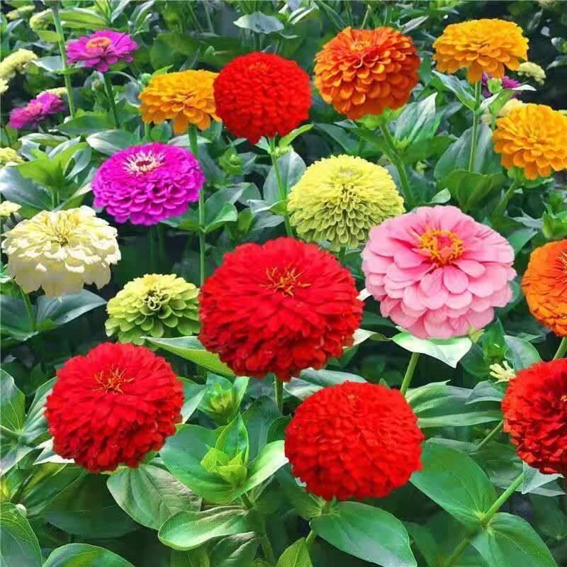 优质花种子波斯菊混色百日菊花野花组合金鸡菊薰衣草种子四季花海