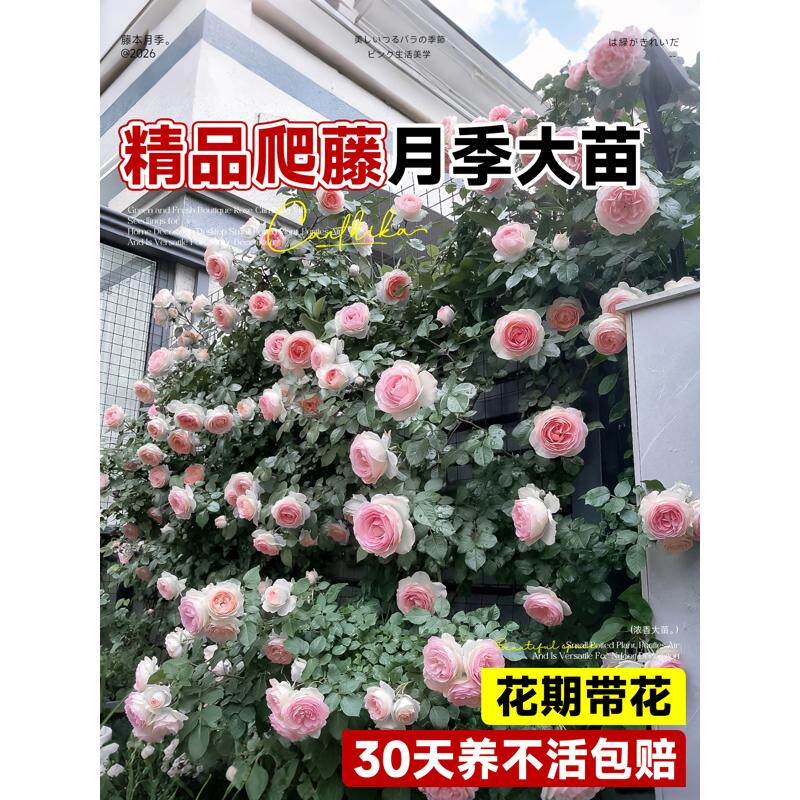 蔷薇花苗爬藤月季花苗四季开花植物盆栽室外庭院爬墙月季玫瑰花卉