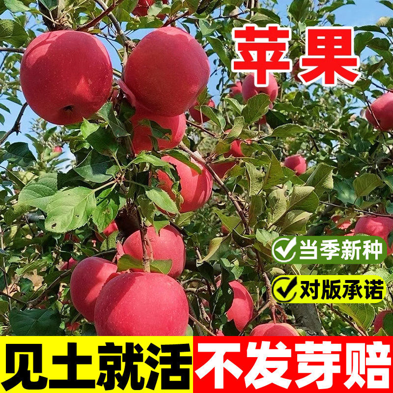 苹果树盆栽南方北方种植地栽冰糖心苹果籽子活苗矮化果树当年结果图片