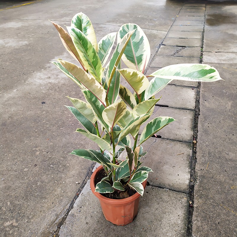 花叶彩叶橡皮树盆栽植物绿植室e内客厅花卉常绿观叶植物花叶金刚