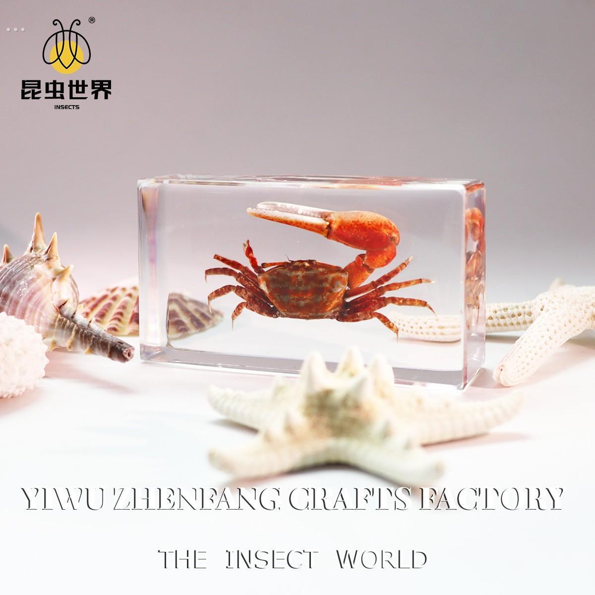 螳螂标本真实昆虫标本摆件把玩书镇纸镇尺寸110*43*26mm透明