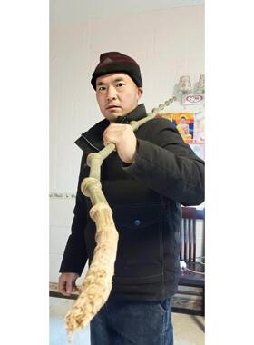 筇竹杖，东坡竹杖，收藏品挂件摆件罗汉竹工艺品，原始森林生长