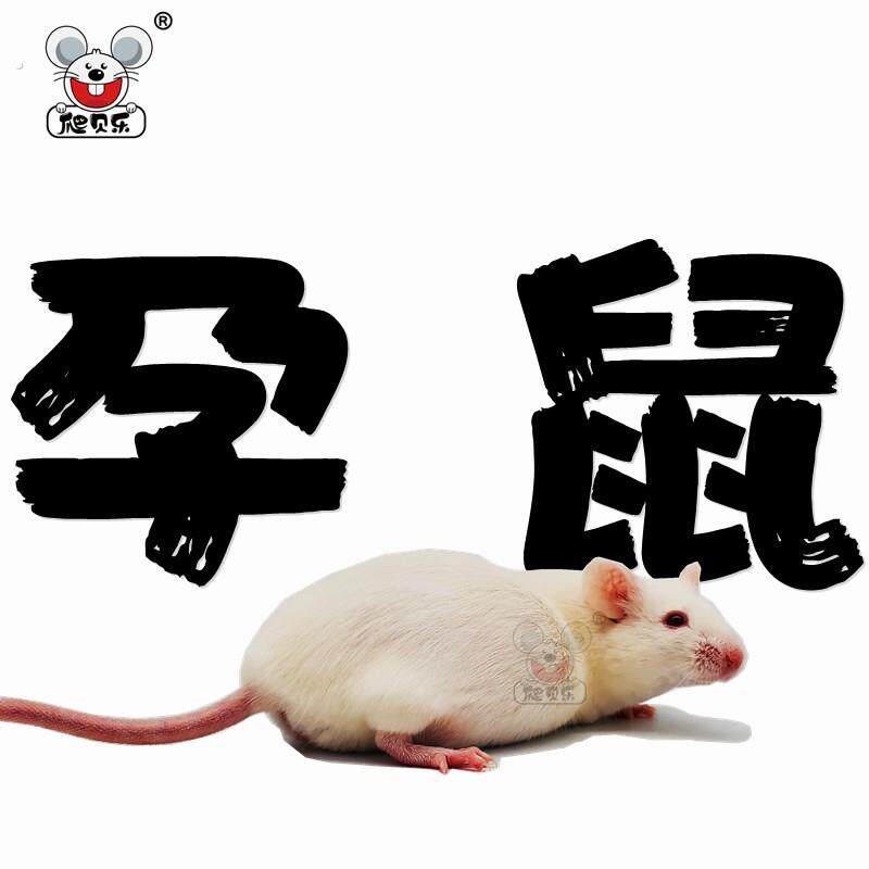 小白鼠怀孕母鼠喂蛇爬宠物粮角蛙蜥蜴繁殖组一公三母