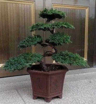 迎客松盆景大松树盆栽松柏盆景室内四季常青造型松树