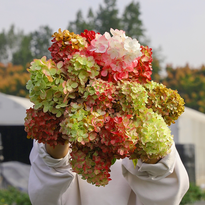 海蒂的花园耐寒圆锥绣球石灰灯