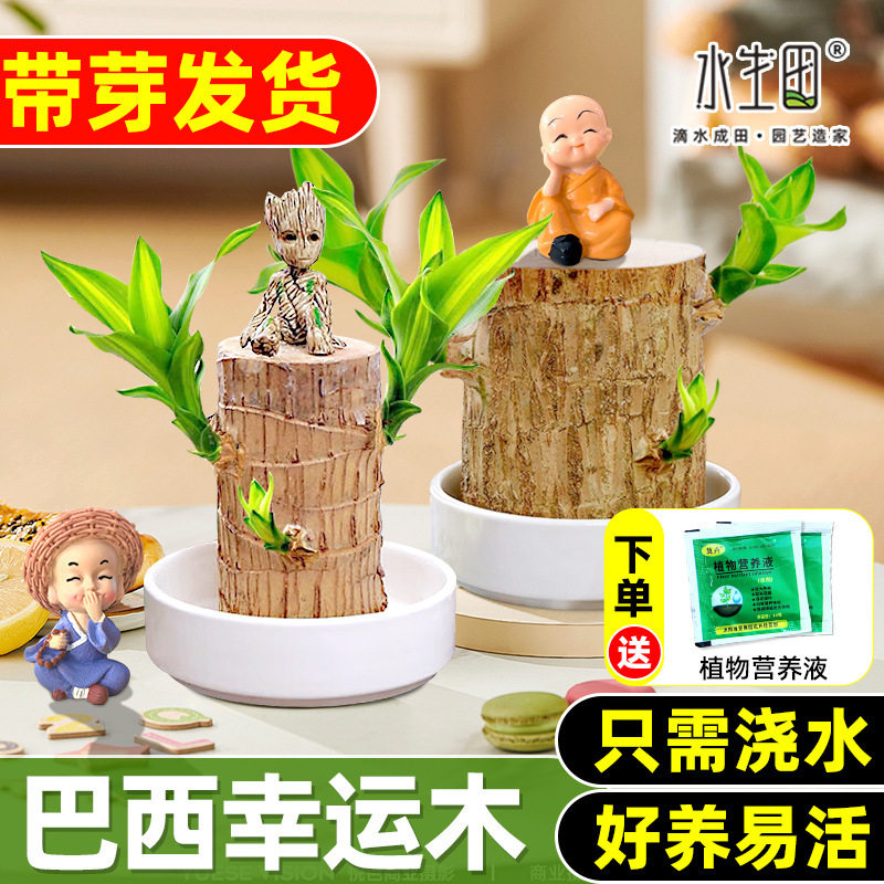 【带芽发货】巴西木水培植物幸运木桌面绿植盆栽办公室迷你小盆栽