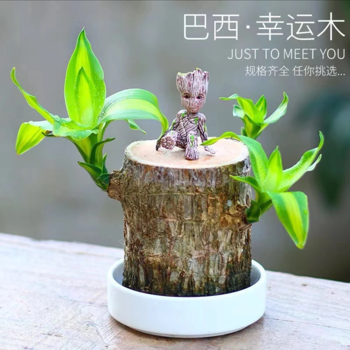 巴西木开花水养夏季懒人盆栽格鲁特幸运木室内绿植四季懒人特色花