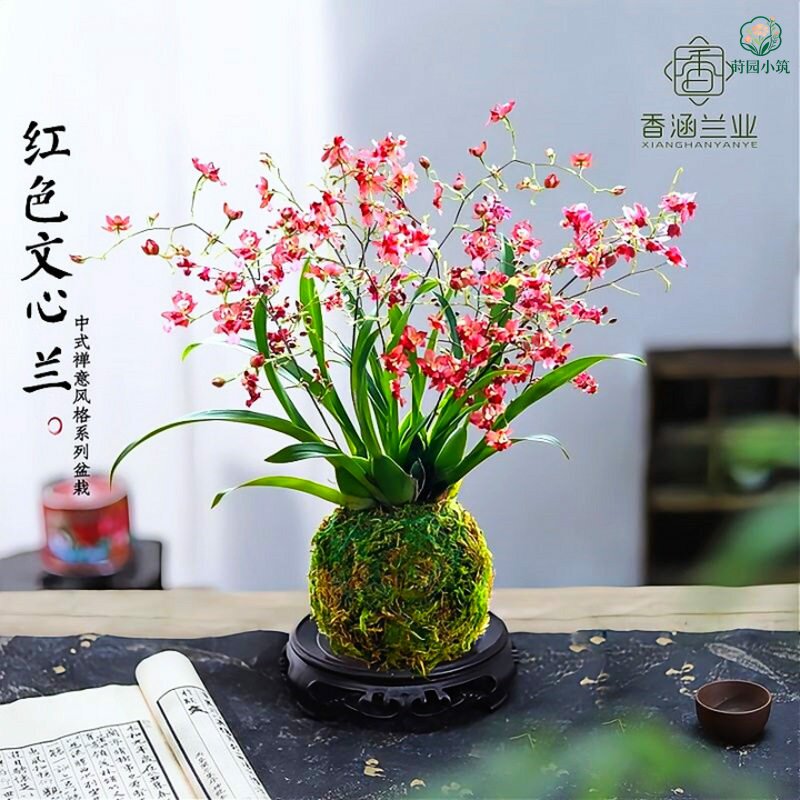 文心兰盆栽带花苞香水梦香兰水培绿植室内年宵花卉名贵兰花好养活