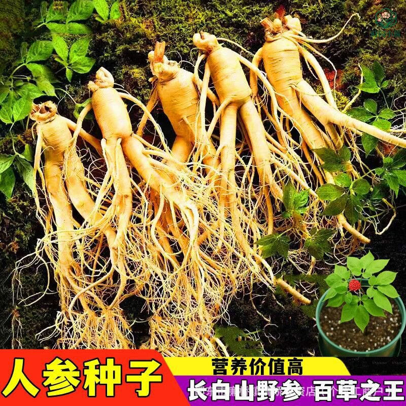 长白山人参种子盆栽东北西洋参种子一年四季种植草本