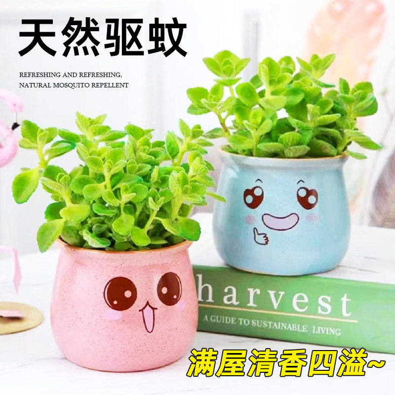香喷喷多肉植物花卉净化空气一抹香碰碰香盆栽可食用绿植驱蚊提神