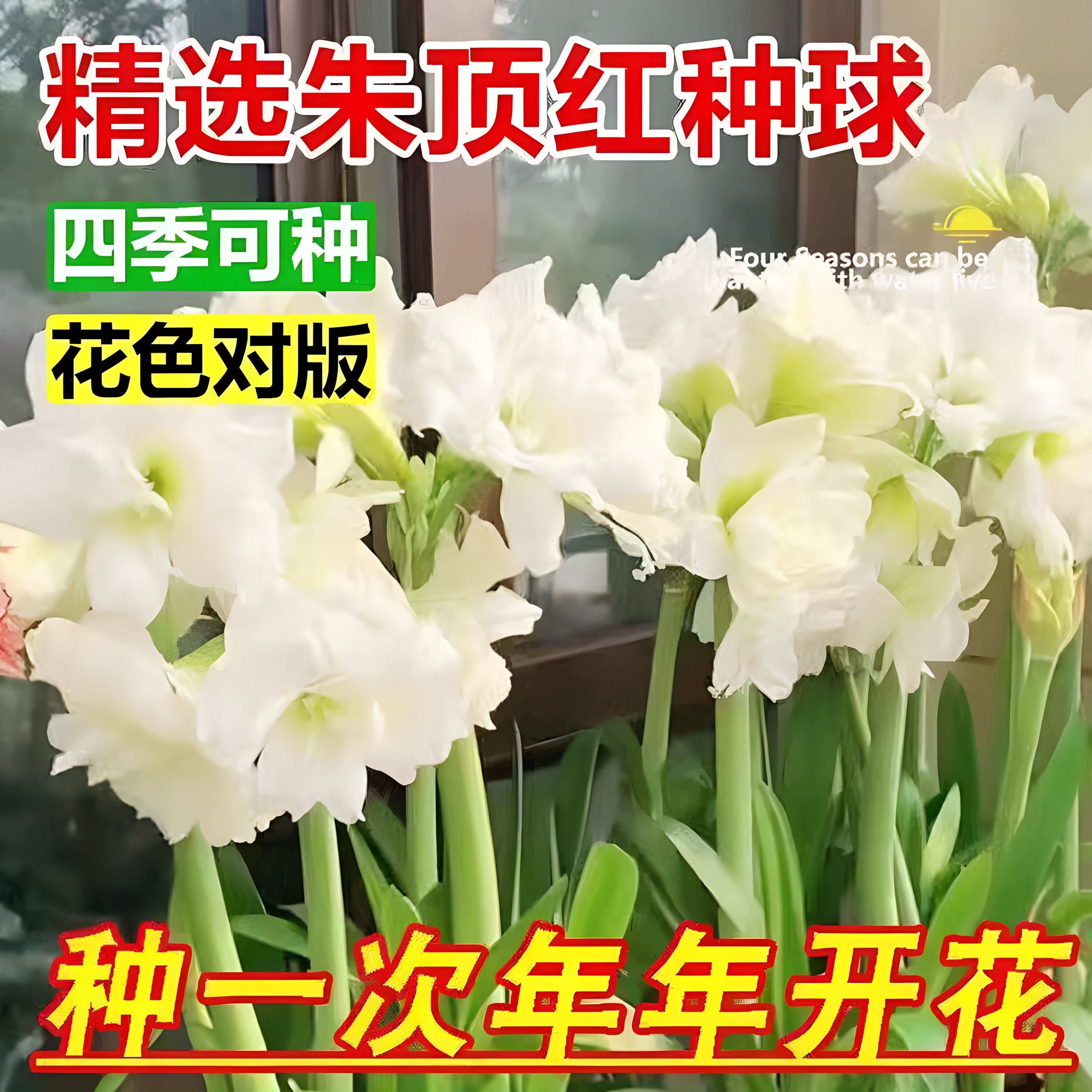 南非朱顶红阿弗雷进口种球