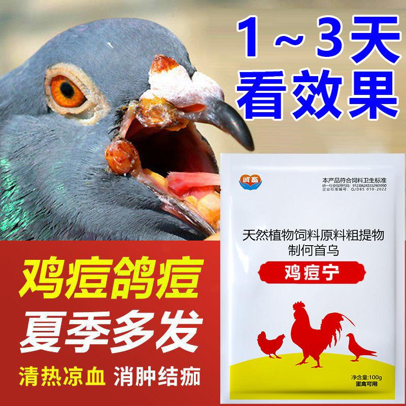 鸡痘宁禽用鸽子眼角嘴上长痘翅膀长痘赛鸽鸡长痘鸡痘鸽痘鸡冠长痘