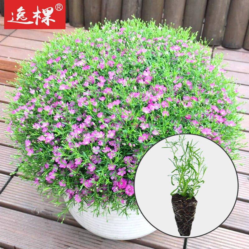 满天星开花苗花卉小四季春季种花苗株活易种阳台盆栽
