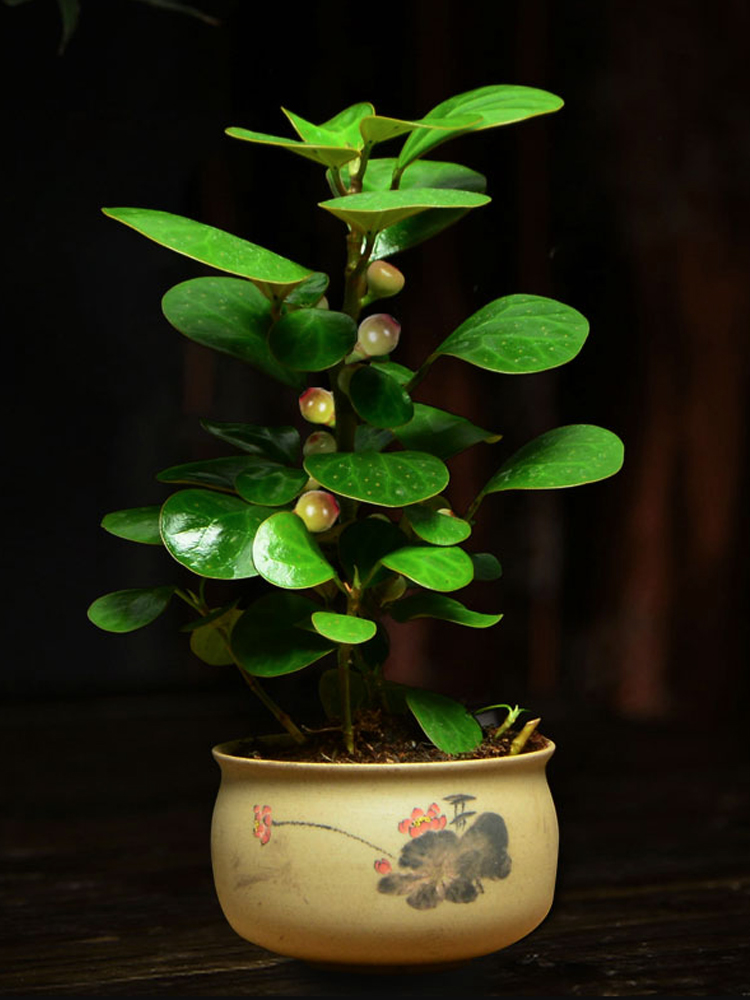 花卉树花菩提树盆栽植植物常青盼发财室内办公室招财