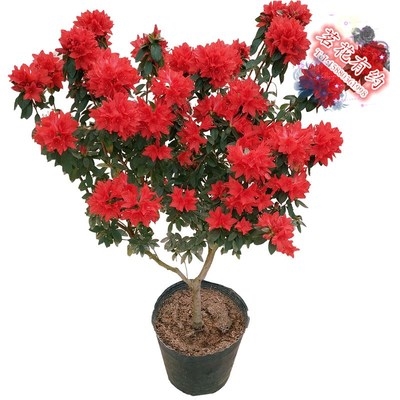 火烈鸟杜鹃花卉庭院地栽盆栽绿植小叶大j红火红色东鹃耐寒易种活