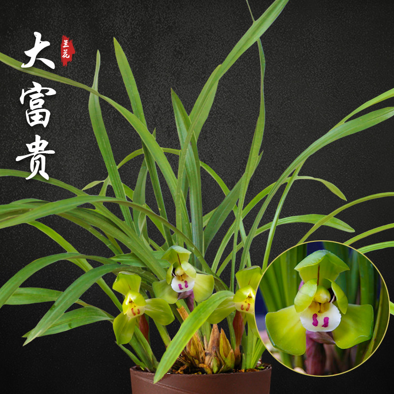 大富贵 春兰兰花苗盆栽兰草名贵浓香花苞室内阳台好养花卉绿植