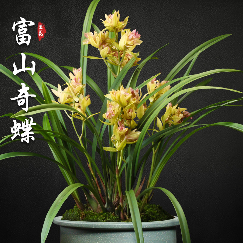 富山奇蝶兰花苗建兰奇花盆栽四季名贵浓香型花苞好养室内花卉绿植