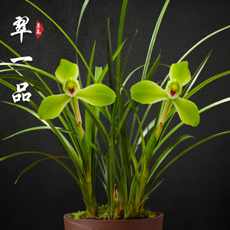 翠一品 春兰兰花苗盆栽兰草名贵浓香花苞室内阳台好养花卉绿植