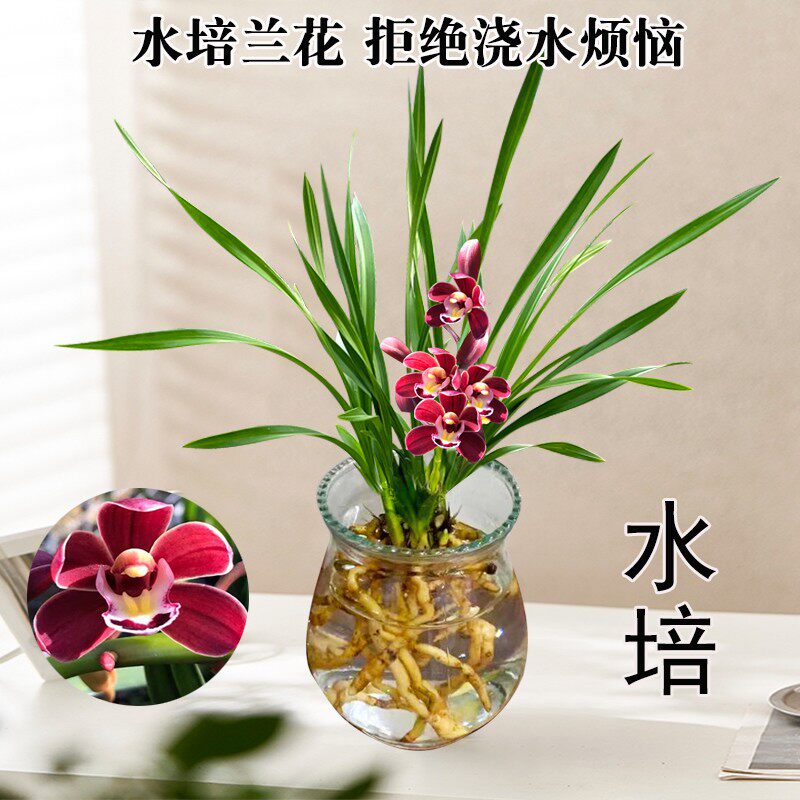 高档浓香型兰花苗醉玲珑四季好养开花浓香室内办公室桌面水培植物