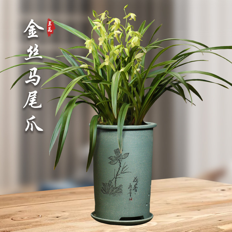 金丝马尾爪 金边兰花盆栽四季兰草名贵浓香花苞好养建兰花卉绿植