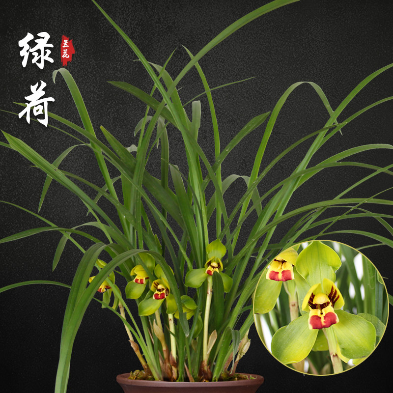 绿荷  春兰兰花苗盆栽兰草名贵浓香花苞室内阳台好养花卉绿植盆栽