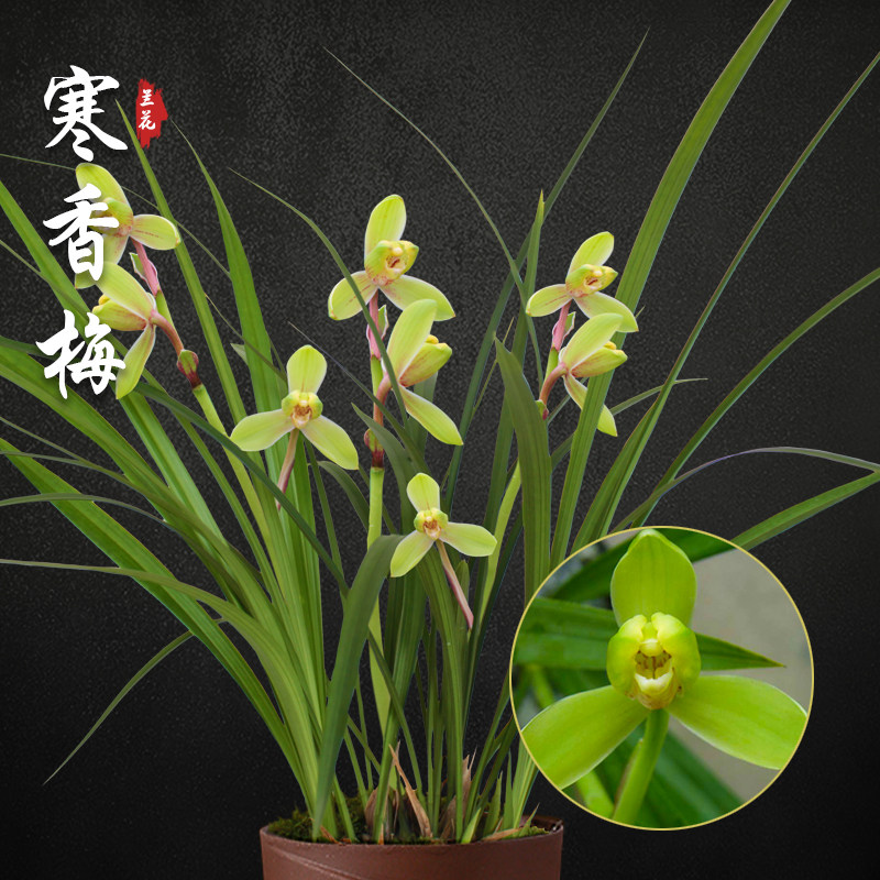 寒香梅 寒兰兰花苗盆栽兰草名贵幽香花苞室内阳台好养花卉绿植