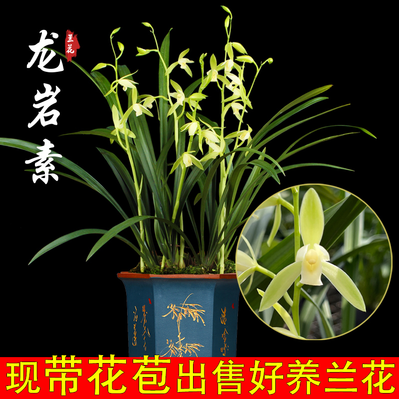 兰花龙岩素夏秋带花苞室内好养