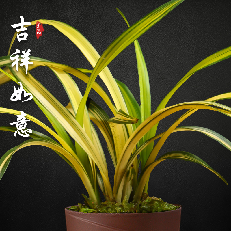 吉祥如意 中透矮种春兰兰花盆栽草名贵浓香花苞室内好养花卉绿植