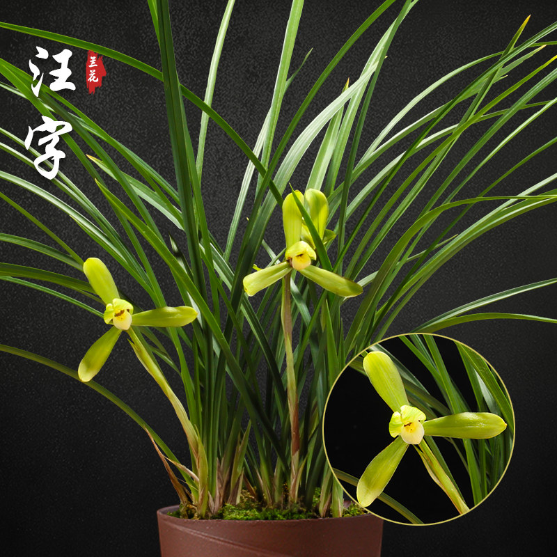 汪字 春兰兰花苗盆栽兰草名贵浓香花苞室内阳台好养花卉绿植盆栽