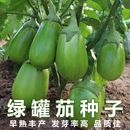 绿罐茄茄子种籽高产四季 秋菜 蔬菜青茄子绿皮耐寒春季