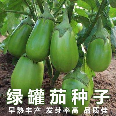 绿罐茄茄子种籽高产四季蔬菜青茄子绿皮耐寒春季秋菜