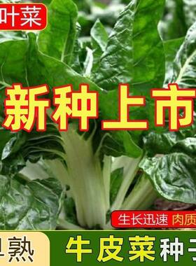 今年新货白梗牛皮菜种子高产厚皮甜菜种子根达菜种籽春秋蔬菜种子