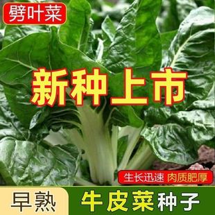 今年新货白梗牛皮菜种子高产厚皮甜菜种子根达菜种籽春秋蔬菜种子