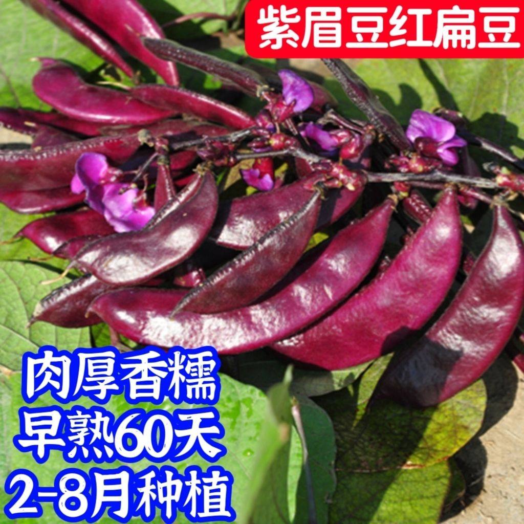 宽扁紫眉豆红扁豆种子早熟60天肉厚无筋软糯双花双荚春秋红扁豆籽,鲜花速递/花卉仿真/绿植园艺,家庭园艺种子,淘宝优惠券,粉丝福利购,淘宝优惠卷