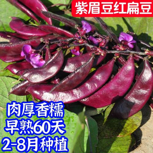 宽扁紫眉豆红扁豆种子早熟60天肉厚无筋软糯双花双荚春秋红扁豆籽
